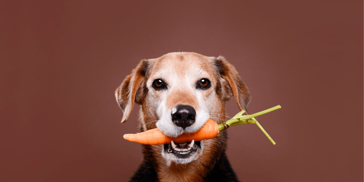 DOG - UK Food & Drink