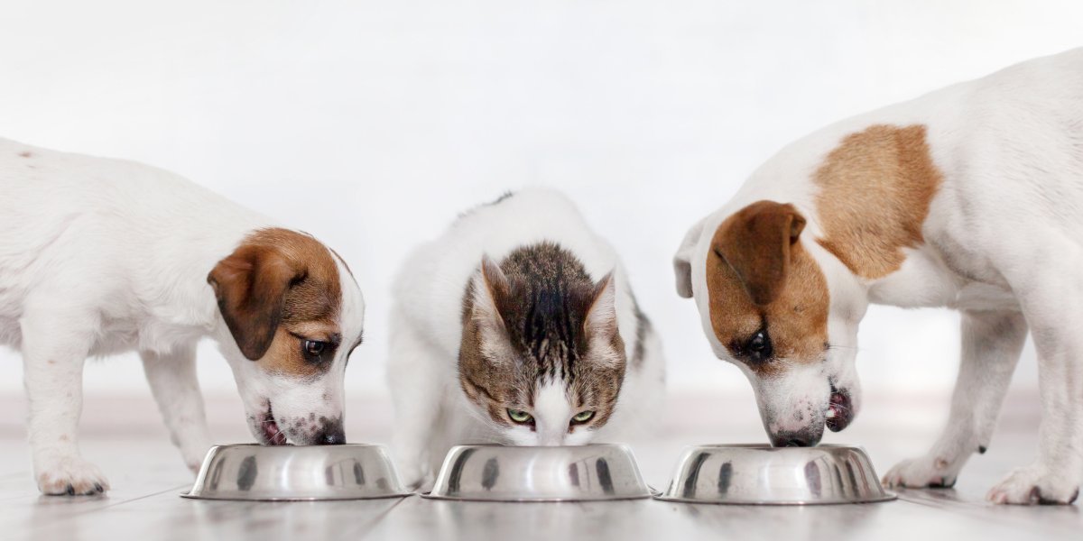 PET CARE - UK Food & Drink